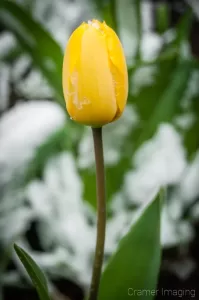 Cramer Imaging's professional quality fine art nature photograph of a yellow tulip blooming in snow