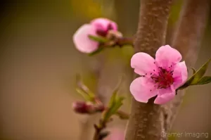 Quality natural pink peach blossom on a branch professionally photographed by Cramer Imaging