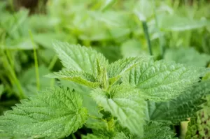 Photograph of a green stinging nettle plant up close