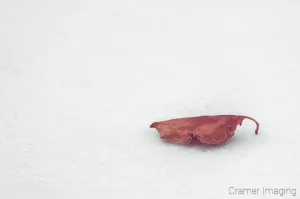 Cramer Imaging's professional quality nature photograph of solitary brown fall leaf sitting on field of white snow