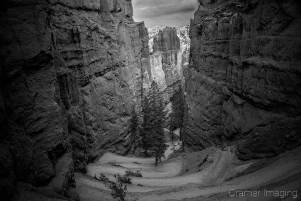 Cramer Imaging's fine art monochrome landscape photograph of evergreen trees at the base of switchbacks in Bryce Canyon National Park Utah