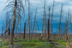 Fine art landscape photograph of desolation and dead evergreen treesagainst stormy skies in Bryce Canyon National Park Utah by Cramer Imaging