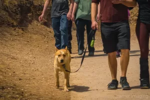 Photograph of a golden large dog in Bryce Canyon National Park Utah