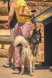 Photograph of a large service dog in Bryce Canyon National Park Utah