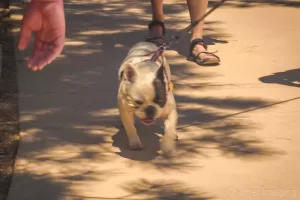 Photograph of a small dog in Bryce Canyon National Park Utah