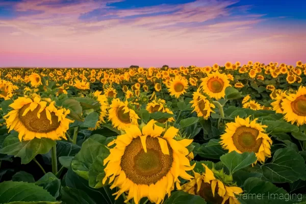 Cramer Imaging's fine art landscape photograph of a blooming field full of large sunflowers in golden hour