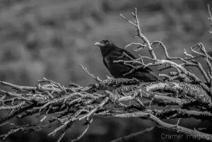 Cramer Imaging's professional quality nature photograph of black bird animal perched on tree in Craters of the Moon National Monument