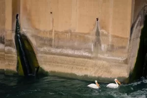 Cramer Imaging's early photograph of white pelicans fishing for food at the American Falls Dam Idaho