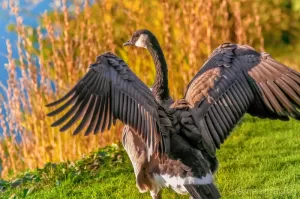 Cramer Imaging's professional quality nature photograph of a wild Canadian goose spreading open its wings