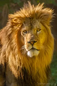 Cramer Imaging's professional quality fine art photograph of a lion's head shot in the sun