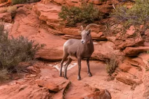 Cramer Imaging's fine art animal photograph of a wild mountain goat standing on red rocks in Zion's National Park Utah