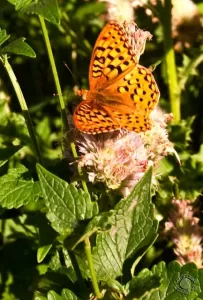 Photograph of an orange butterfly sitting on a pink flower