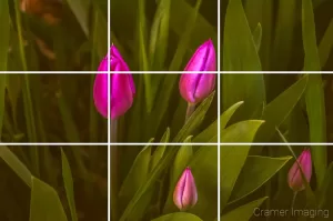 Graphic with rule of thirds overlayed on a photo of closed purple spring tulips