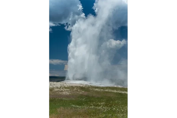 Cramer Imaging's quality landscape photograph of Old Faithful erupting in Yellowstone National Park with wildflowers in front