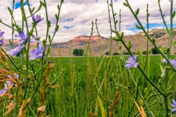 Fine art landscape photograph of below Bryce Canyon shot through wildflowers in Tropic, Utah by Cramer Imaging