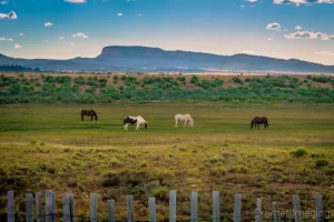 Fine art landscape and animal photograph of four horses grazing in a green field near Bryce Canyon City, Utah by Cramer Imaging