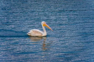 Professional quality animal photograph of a white pelican swimming right in rippled water by Cramer Imaging