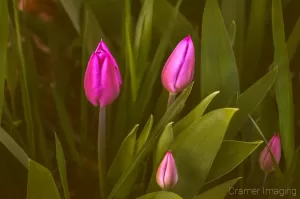 Cramer Imaging's professional quality nature photograph of four purple tulip flowers with green leaves