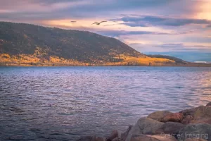 Cramer Imaging's fine art landscape photograph of sunset and distant golden autumn leaves with flying seagull at Fish Lake, Utah