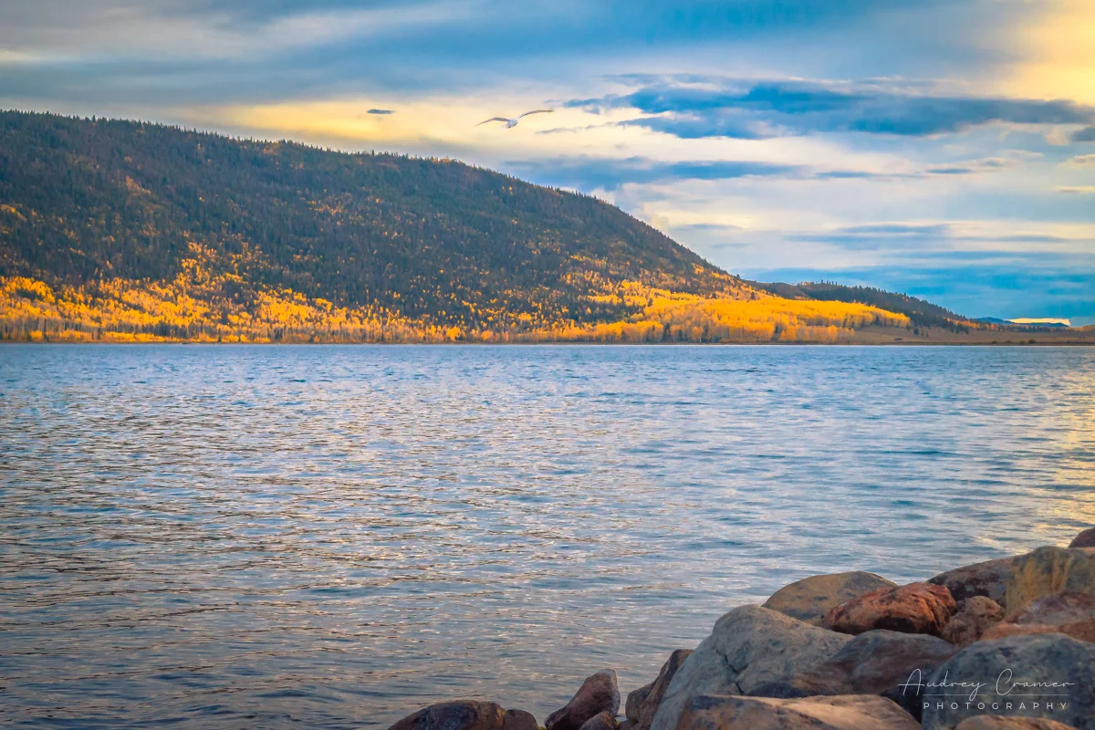 Audrey Cramer Photography's fine art landscape photograph of sunset and distant golden autumn leaves with flying seagull at Fish Lake, Utah