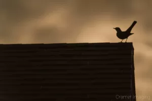 Cramer Imaging's professional quality nature animal photograph of a silhouetted bird standing on a rooftop