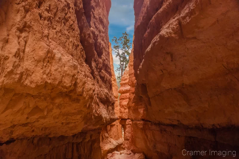 Cramer Imaging's fine art landscape photograph of a slot canyon with a tree at the end in Bryce Canyon National Park Utah