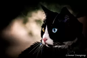 Black and white tuxedo cat staring left intently by Cramer Imaging