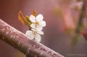 Cramer Imaging's professional quality nature photograph of two white cherry blossoms on a branch