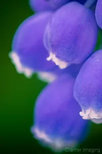 Cramer Imaging's close-up of a photograph of a purple muscari flower with a blurry background showing chromatic aberration removed