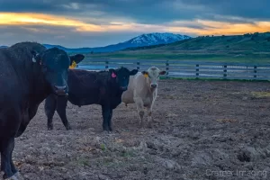 Cramer Imaging's quality landscape photograph of three cows in a picturesque pasture at sunset in Downey, Idaho