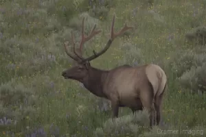 Cramer Imaging's quality wildlife photograph of a six point male elk, with full antlers, in a wildflower field, looking up