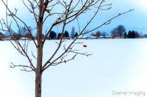 Cramer Imaging's professional nature landscape photograph of a blue toned solitary tree standing against the snow in Pocatello, Bannock, Idaho