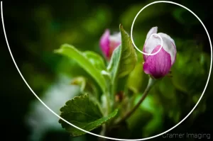 Graphic of the golden mean spiral overlayed on a flower photograph