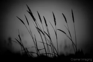 Cramer Imaging's professional quality nature black and white nature photograph of tall grass against sky