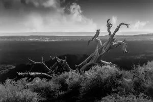 Cramer Imaging's professional quality landscape photograph of a dead tree in weeds on a lava plain at Craters of the Moon National Monument