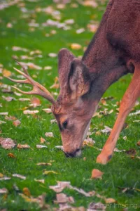 Cramer Imaging's professional quality nature photograph of a male mule deer stag eating grass at Zion's National Park, Utah