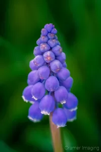 Cramer Imaging's nature photograph of a purple muscari flower with a blurry background showing chromatic aberration removed