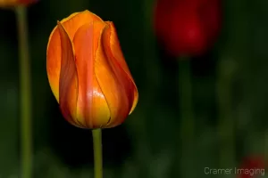 Cramer Imaging's professional quality nature photograph of an orange tulip flower against a green background