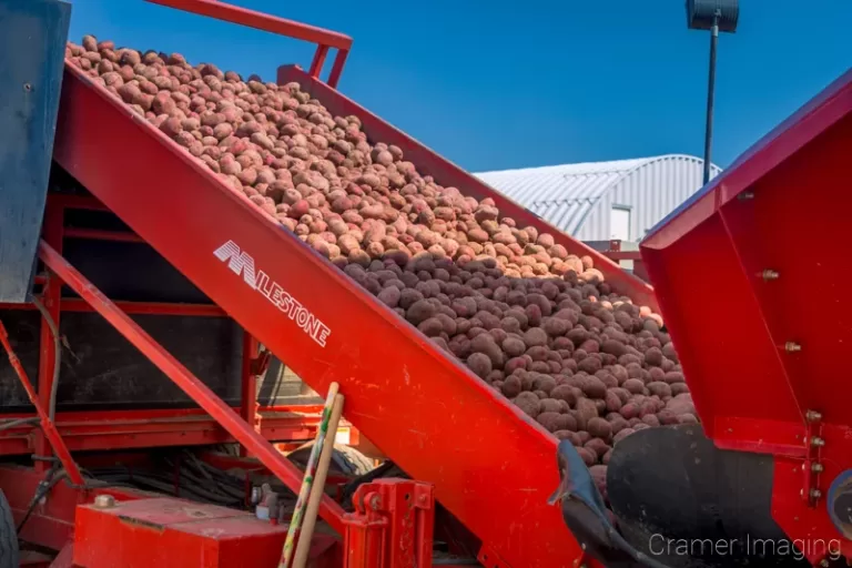 Cramer Imaging's commercial photograph of red potatoes being emptied into a potato storage barn