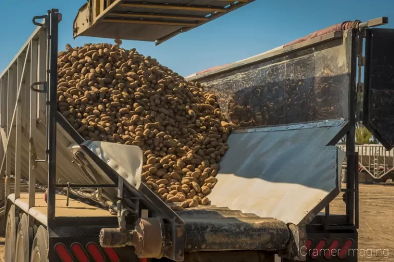 Cramer Imaging's commercial photograph of potatoes being conveyed into a truck for delivery