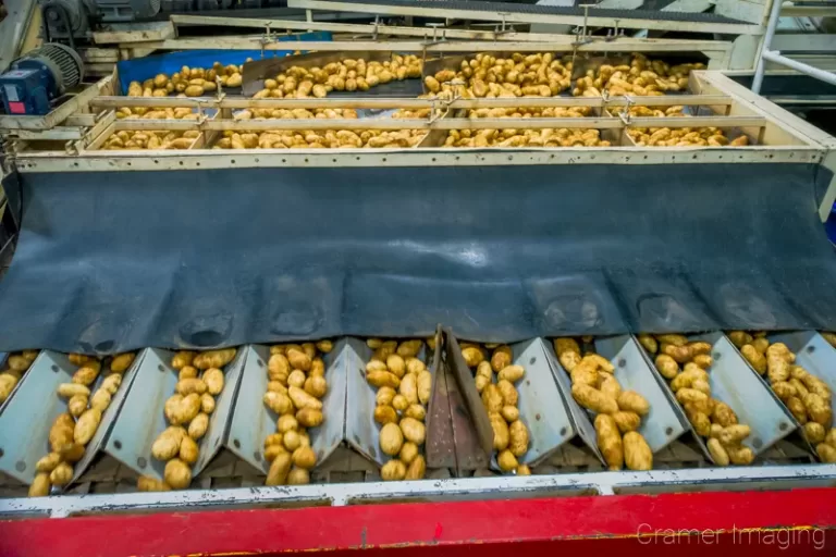 Cramer Imaging's commercial photograph of potatoes being sorted at a processing plant