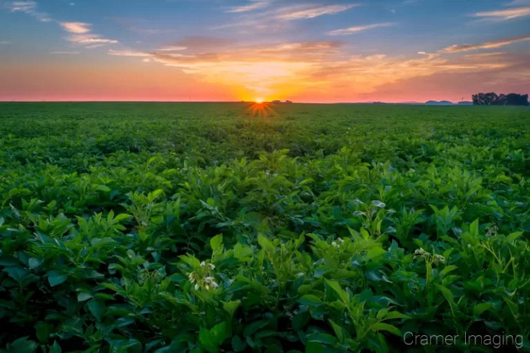 Cramer Imaging's fine art landscape photograph of the sun rising over a green and flowering potato field in Aberdeen, Idaho