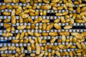 Photograph of potatoes entering the processing plant to be sorted and shipped from Aberdeen Idaho by Cramer Imaging