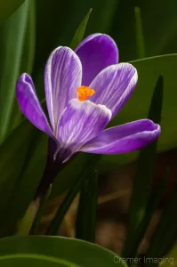 Cramer Imaging's professional quality fine art nature photograph of a purple crocus flower with green background