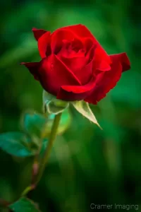 Cramer Imaging's fine art nature photograph of a red rose flower with water droplets shot from the side with soft green bokeh