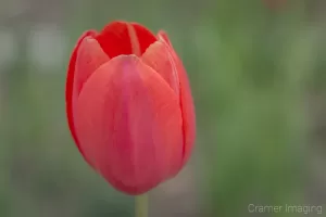 Cramer Imaging's fine art nature photograph of a red tulip against a green and blurry background