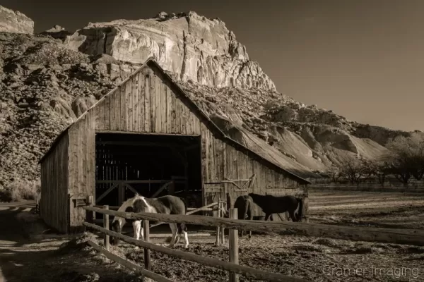 Cramer Imaging's fine art landscape photograph of horses eating at a barn in Capitol Reef National Park Utah