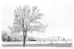 Cramer Imaging's professional quality fine art nature photograph of a solitary tree covered in snow in Pocatello, Bannock, Idaho