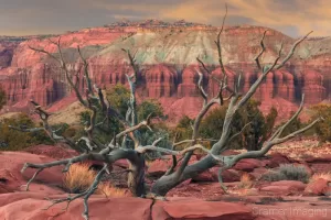 Cramer Imaging's professional quality landscape photograph of a tree against the red cliffs of Capitol Reef National Park Utah