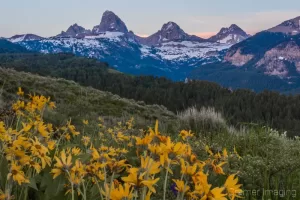 Cramer Imaging's fine art landscape photograph of the Teton mountains with wild sunflowers in front at sunset in Wyoming